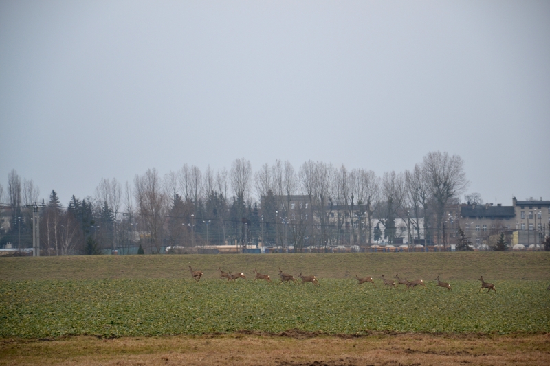 Camino Polaco. Odcinek 8 : Toruń – Cierpice ( 18 km)
