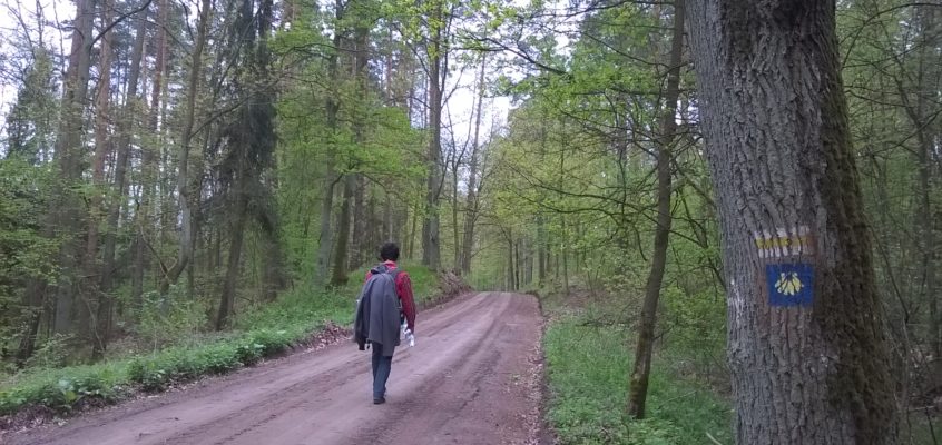 Camino Polaco. Odcinek 4 : Bachotek – Radziki Duże ( 31 km)