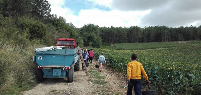Winobranie – praca i zabawa